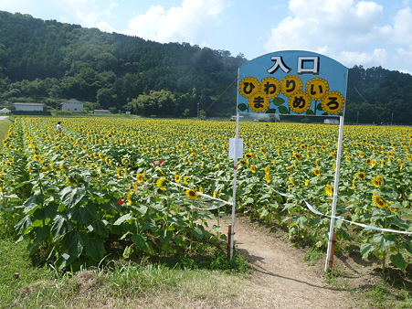 佐用ひまわり2011 010