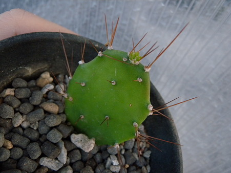 opuntia sp.