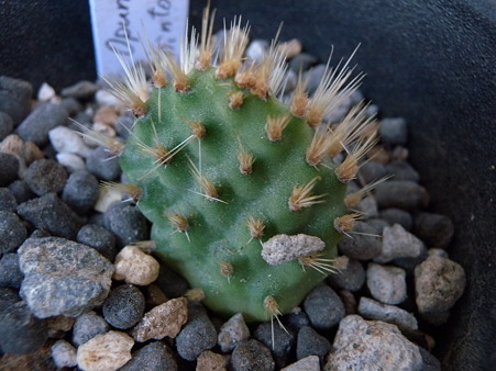 opuntia hintonii