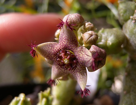 Caralluma shadhbana