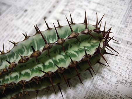 Euphorbia confinalis ssp. rhodesica