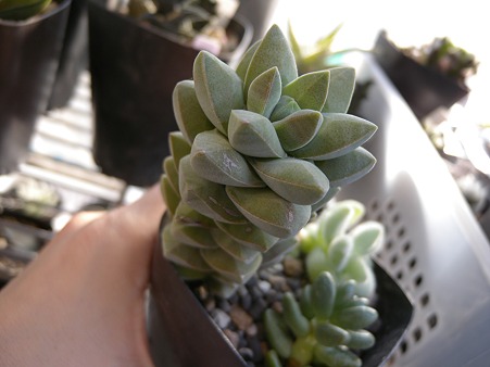 Crassula cv. 'KINOKAWA'=HEXAGON