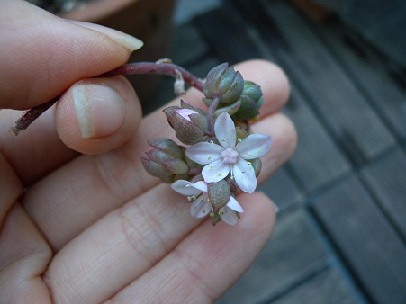 スプリングワンダーの花