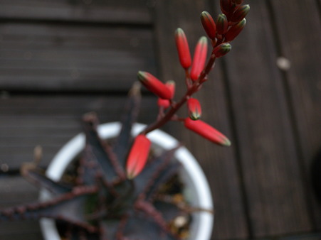 unnamed aloe