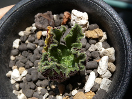 Aeonium smithii