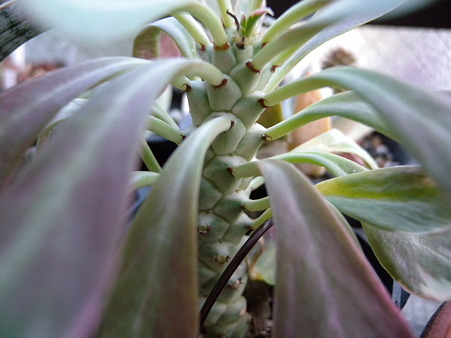 Monadenium sp. white variegata