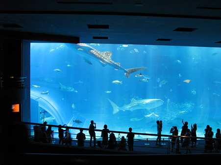 美ら海水族館001