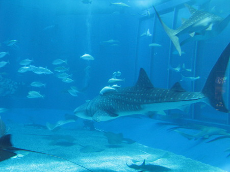 美ら海水族館003