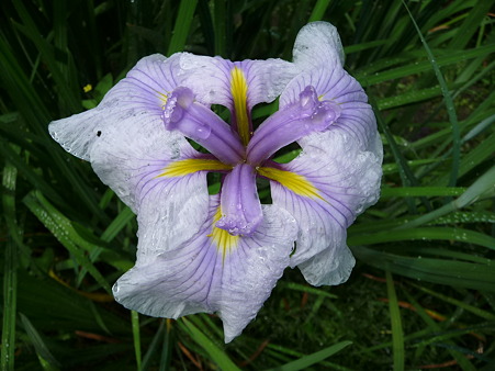 100615-明月院裏庭園-49