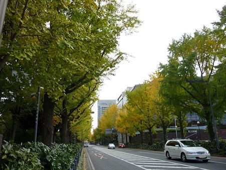 101119-紅葉 山下公園通り (9)