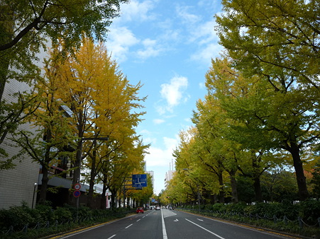 101119-紅葉 山下公園通り (17)