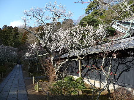 110225-東慶寺 (8)