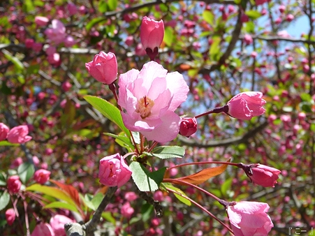 110406-妙本寺 (21)