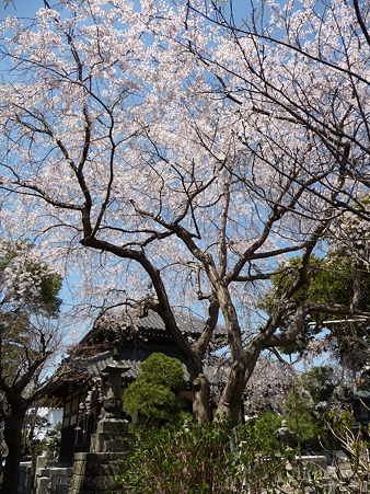 110406-本覚寺 (4)