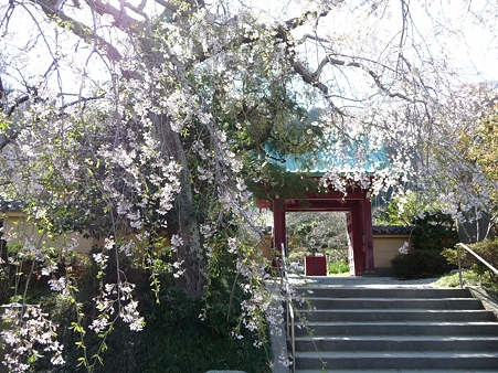 110406-光則寺 (5)