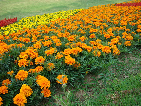 万博公園 2010-6-12
