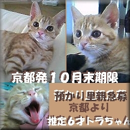 10月末期限の京都猫ちゃん