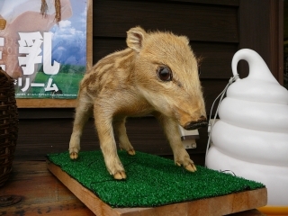 ウリ坊