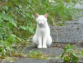 向うに2
