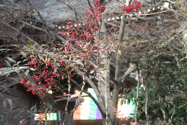 Photos: IMGP4846