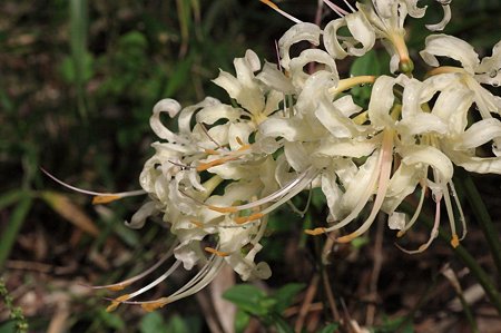 2011.10.06　和泉川　曼珠沙華　(白)