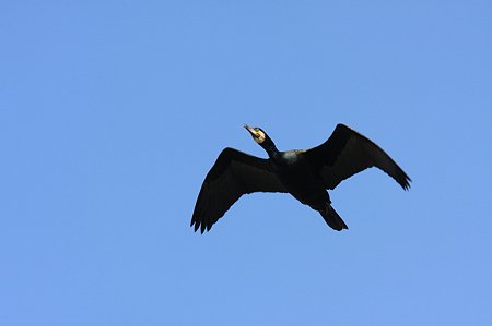 2011.03.29　和泉川　カワウ　飛翔