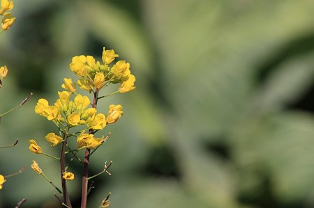 2011.03.31　和泉川　菜の花