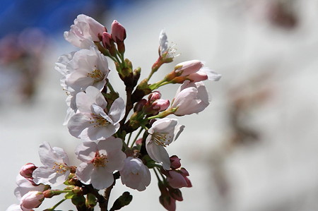 2011.04.04　和泉川　ソメイヨシノ開花