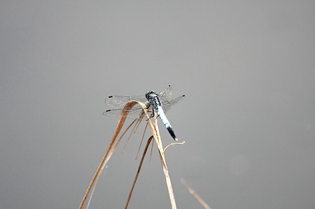 2011.08.12　和泉川　シオカラトンボ