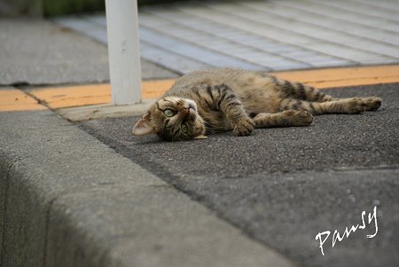 瑞穂埠頭の猫たち・・3