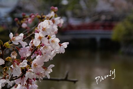 桜彩・・鶴岡八幡宮 3