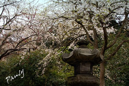 石灯篭と・・安国論寺・・2