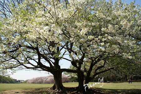 大きな桜の樹・・