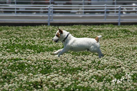 シロツメクサと・・白い犬と・・