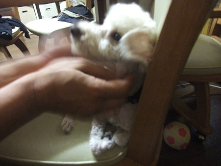 人の手も平気みたいです