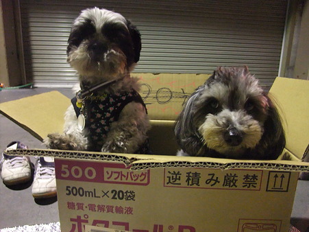 犬