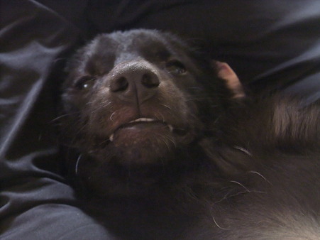 この顔、犬じゃないぞ・・・