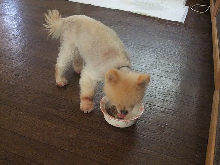 フードも食べられるようになったよ
