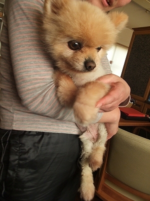 助けだされるかん太