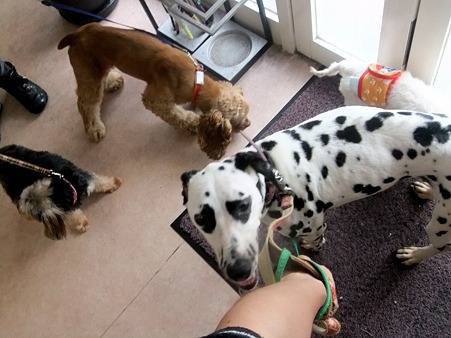 保護犬大集合!