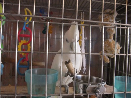 あくびちゃん