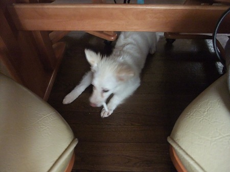 元気一杯でガム食べ中