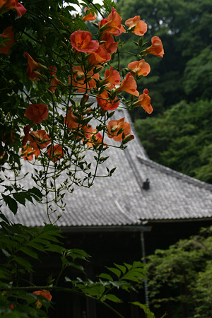 ノウゼンカズラ咲く、妙本寺!(100703)
