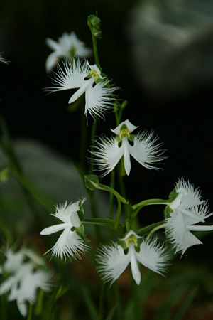 サギ草飛ぶ!(20100815)