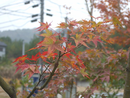 DSCF5910