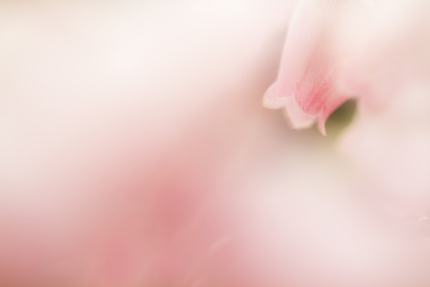 口先だけの花