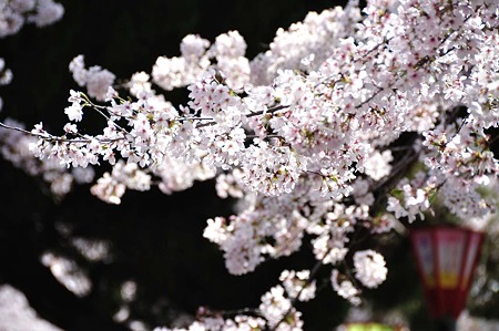 1004081034_DSC_1834