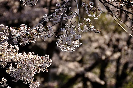 1004081653_DSC_2711
