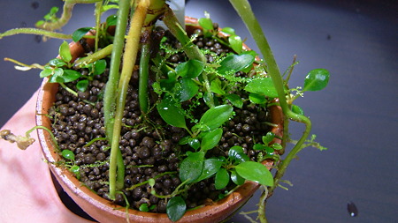 DSCF0570