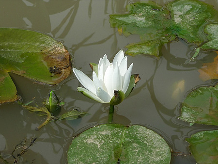 みやこ町豊津運動公園内の花菖蒲公園(8)ハスの花